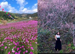 Sắc hoa níu chân du khách