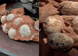 Pháp phát hiện ổ trứng khủng long hóa thạch quy mô lớn