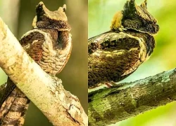 Bất ngờ: Sinh vật hiếm khổng lồ vừa "tái xuất" lần đầu tiên sau 30 năm