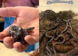 Con rắn Ronaldo vẫn sinh con đều dù nhiều năm không hề tiếp xúc rắn đực, chuyên gia nói: Quá khó hiểu!