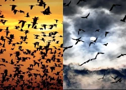 Hàng triệu con chim có hành vi lạ trên bầu trời, nhà khoa học kêu gọi người dân làm ngay hành động này