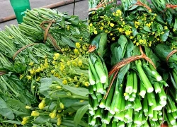 Loại rau trong nhóm tốt nhất thế giới trồng bạt ngàn ở Việt Nam