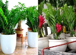 Lời khuyên đến những gia đình đang trồng kim tiền