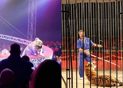 Nga: Hổ lao vào đám đông tại rạp xiếc, các gia đình hoảng loạn tháo chạy