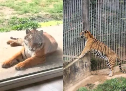 Ngủ cạnh hổ giá 650.000 đồng/đêm: Trải nghiệm lạ đời gây sốt ở Trung Quốc