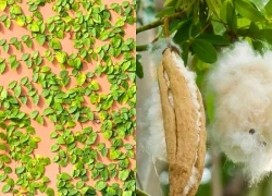 Trồng cây trước nhà tưởng đẹp mà sai: 6 loại nên tránh ngay