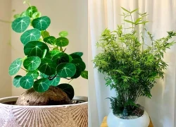 4 loại cây đặt phòng khách dễ trồng vừa đẹp hiện đại, vừa hút tài lộc ai cũng nên có