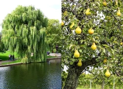 8 loại cây không nên trồng trước nhà, tránh rước xui xẻo, mất lộc