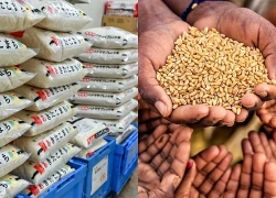 Châu Á đối mặt nguy cơ khủng hoảng an ninh lương thực