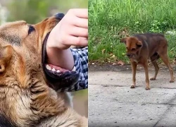 Chủ quán thịt cầy bất ngờ sợ nước, sợ gió rồi tử vong do bệnh dại