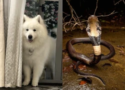 Hà Nội: Chó nhà dũng cảm cắn chết rắn hổ mang bảo vệ chủ