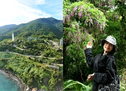 Sắc tím hoa thàn mát phủ kín bán đảo Sơn Trà, hút khách check-in