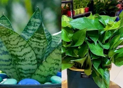 Top những loại cây không chỉ đẹp mà còn là 'bác sĩ tinh thần' tại nhà