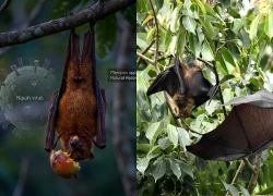 Trung Quốc ban hành hướng dẫn về virus Nipah