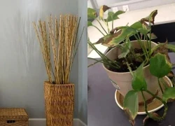 Vật phẩm trong phòng khách cần tránh để bảo vệ vận khí gia đình bạn