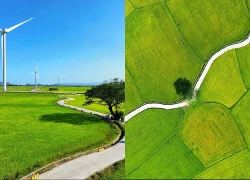 Vẻ đẹp của 'cây cô đơn' giữa cánh đồng điện gió Đầm Nại