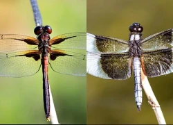 3 khung giờ sinh Âm lịch của đàn ông bị cho là "số khổ": Càng về sau càng thấm