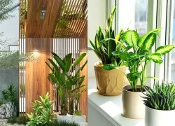 'Bùng nổ' các xu hướng trồng cây trong nhà 2026 giúp bạn sống chậm giữa phố thị