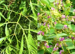 Cách dùng cây cúc tần trị sỏi thận an toàn, hiệu quả, được nhiều người áp dụng