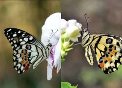 Càng khó khăn càng bật lên mạnh mẽ: 4 ngày sinh Âm lịch định sẵn hậu vận giàu sang