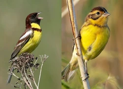 Loài chim sẻ cực quý hiếm, được pháp luật Việt Nam bảo vệ nghiêm ngặt