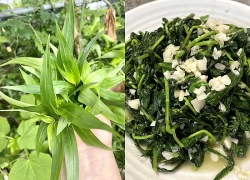 Loại cỏ dại mọc nhiều sau mưa, chế biến đủ món ngon giúp bổ phổi, giải nhiệt ngày hè tốt
