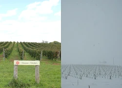 Nông nghiệp chuyển mình theo biến đổi khí hậu