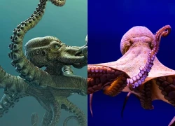 Phát hiện mới về bạch tuộc khổng lồ thống trị đại dương cổ đại