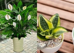 5 loại cây cảnh mà người trên 40 tuổi nên trồng để tăng cường sức khỏe, gia đình thêm thịnh vượng