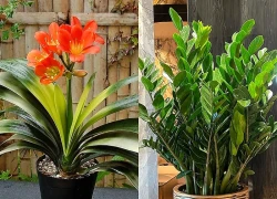 Cây phong thủy tuổi Mùi hút tài lộc, mang may mắn