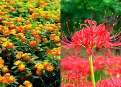 Loại hoa khiến gia chủ hao tài, trồng trong nhà không những tán lộc mà còn hại sức khỏe