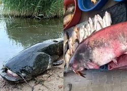 Ngư dân bắt được con cá trê khổng lồ dài 2,5 mét, nặng 150 kg