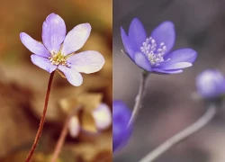 Sinh vào 4 khung giờ Âm lịch này: Trời định bản lĩnh thép, hậu vận dễ giàu sang, danh vọng