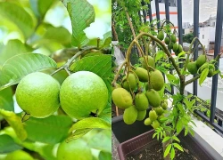 5 loại cây ăn quả chịu nắng thích hợp trồng trên sân thượng