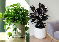 6 cây cảnh giúp làm mát nhà hiệu quả ngày nắng nóng