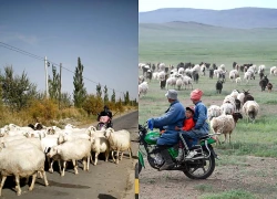 Phát hiện 700 người tranh nhau công việc chăn đàn cừu 3.000 con: Lương hơn 30 triệu đồng/tháng, bao ăn ở