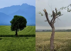 Cây cô đơn nổi tiếng vừa bị chặt