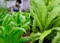 Chỉ vài nghìn đồng mỗi mớ, loại rau này chứa lượng canxi khiến nhiều người kinh ngạc, ra chợ mua ngay