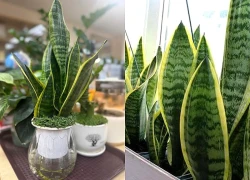 Có nên đặt cây lưỡi hổ tùy tiện? Coi chừng phạm kỵ khiến gia chủ hao tài