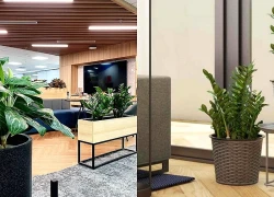 Dân công sở tiết lộ: 10 loại cây tăng sinh khí, giúp văn phòng xanh hơn, làm việc 'mượt' hơn