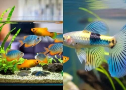 Đừng làm điều này khi nuôi cá cảnh: Tưởng sạch nhưng bể nhanh đục, cá yếu dần