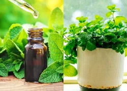 Loại cây rẻ tiền được khuyên trồng trong nhà vừa giúp lọc không khí, đuổi côn trùng, lại tốt cho sức khỏe