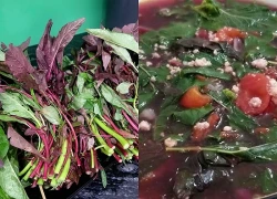 Loại rau mùa hè giàu sắt hơn thịt bò, dễ trồng quanh năm, nấu canh cực ngon được bán đầy chợ Việt