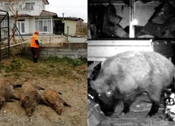 Lợn hoang tại khu vực phóng xạ Fukushima của Nhật Bản đã trở thành "siêu lợn", sinh sôi chóng mặt, đe dọa mất kiểm soát