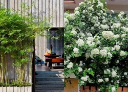 Người xưa dặn: 3 cây trồng trước nhà tiền tài tiêu tán, đem trồng sau nhà con cháu đời đời ấm no