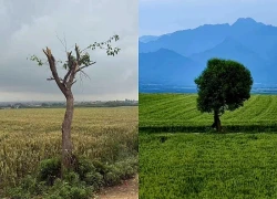 Nguyên nhân khiến cây cô đơn mọc giữa cánh đồng ở Trung Quốc bị chặt trụi