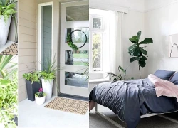 Những vị trí 'đại kỵ' khi đặt chậu cây mà nhiều gia đình không để ý
