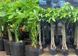 Sai lầm 'chí mạng' nhiều người mắc khi tưới nước khiến cây kim ngân bị thối rễ, chết dần