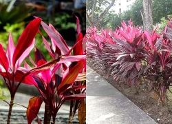 Tác dụng của cây huyết dụ ít người biết