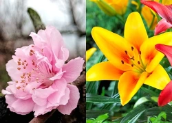Từ nay đến 15/4 âm lịch, 3 con giáp vét sạch tiền thiên hạ, giàu sang ập đến, may mắn vây quanh, Phúc khí ngập lối